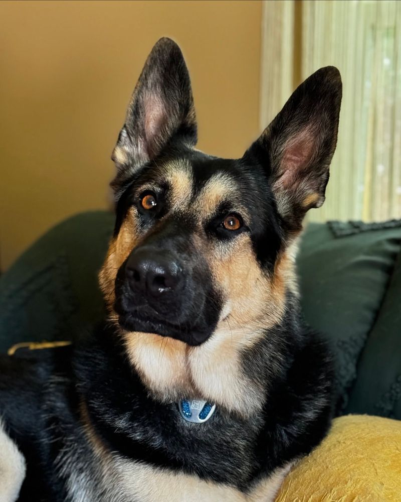 German Shepherd