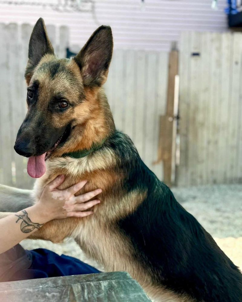 German Shepherd