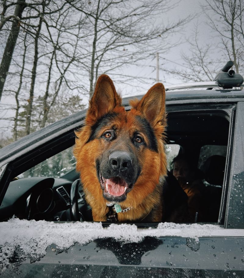 German Shepherd