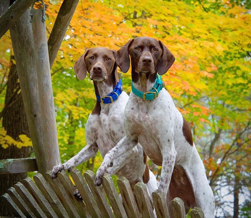 German Shorthaired Pointer