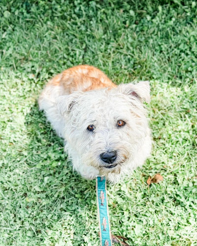 Glen of Imaal Terrier