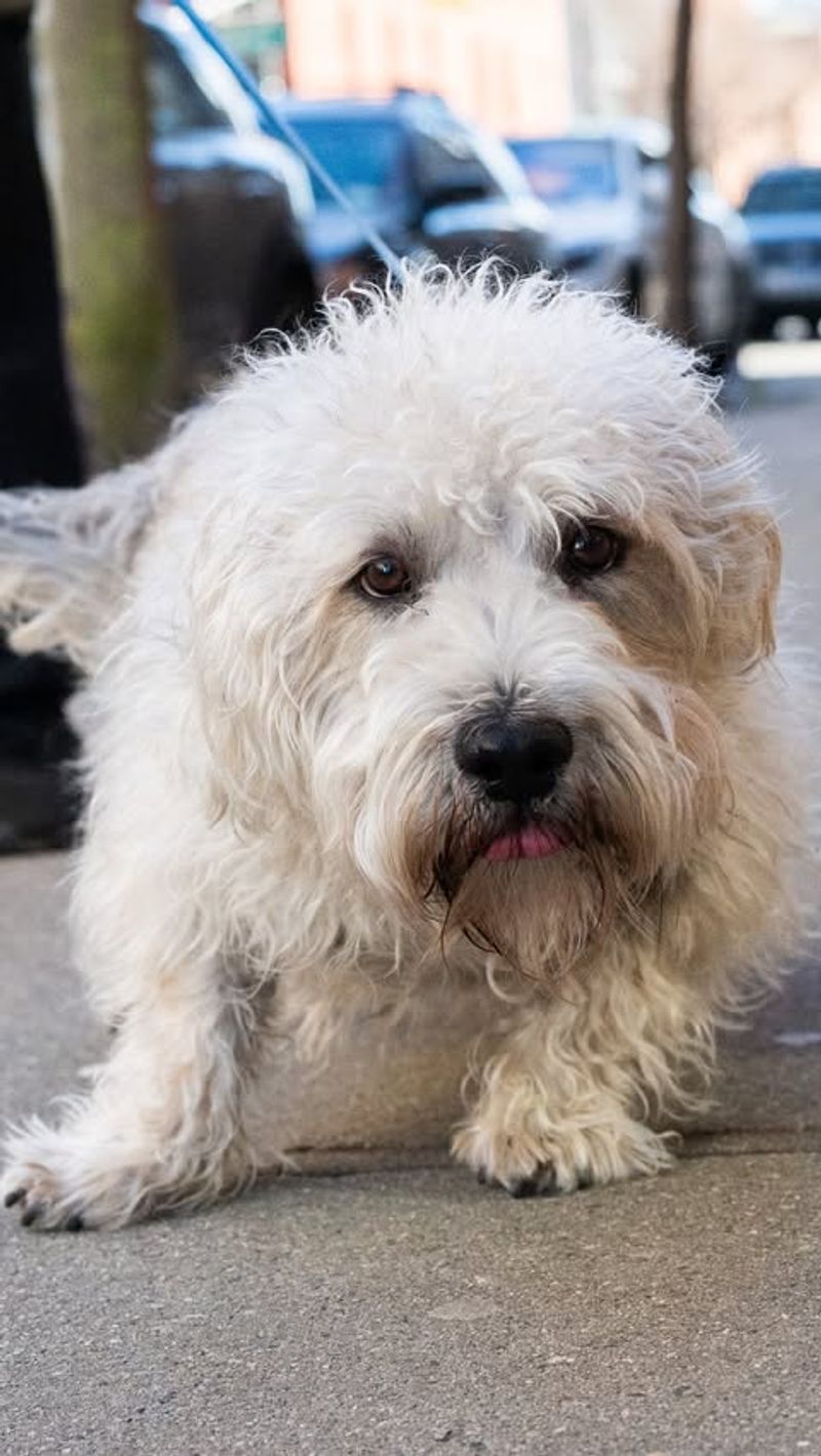 Glen of Imaal Terrier