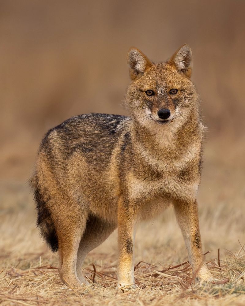 Golden Jackal