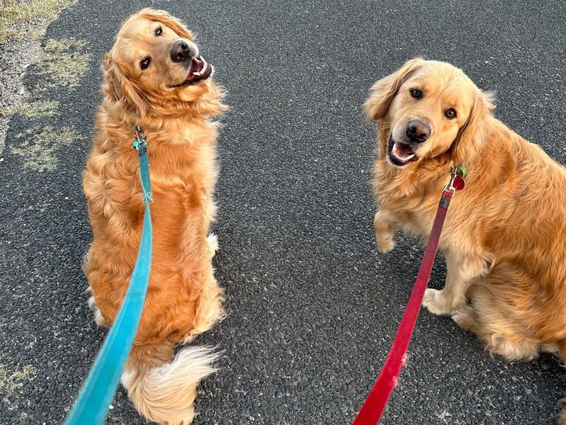 Golden Retriever