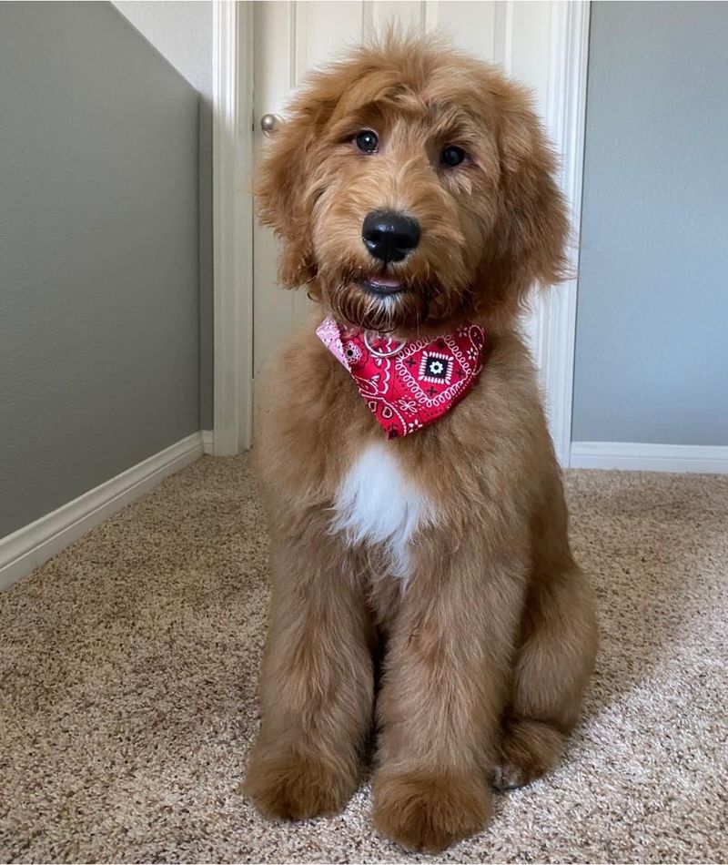 Goldendoodle