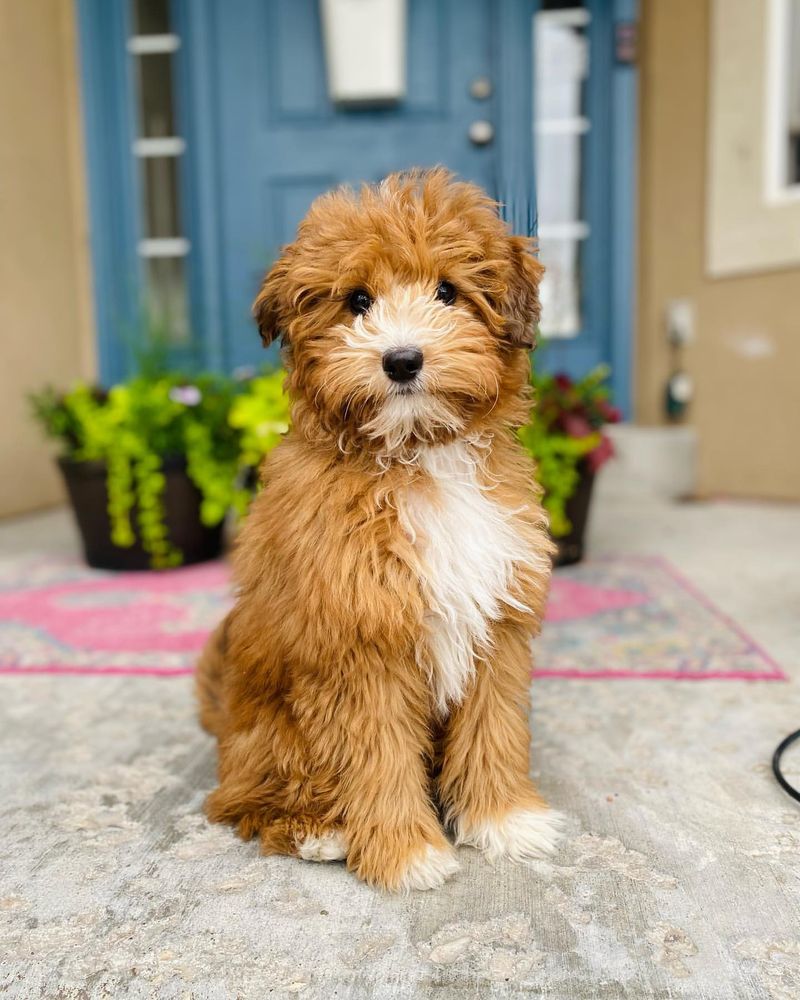 Goldendoodle