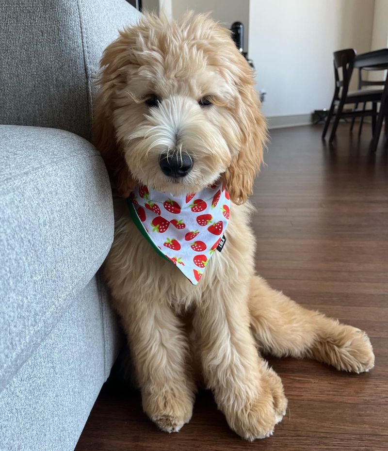 Goldendoodle