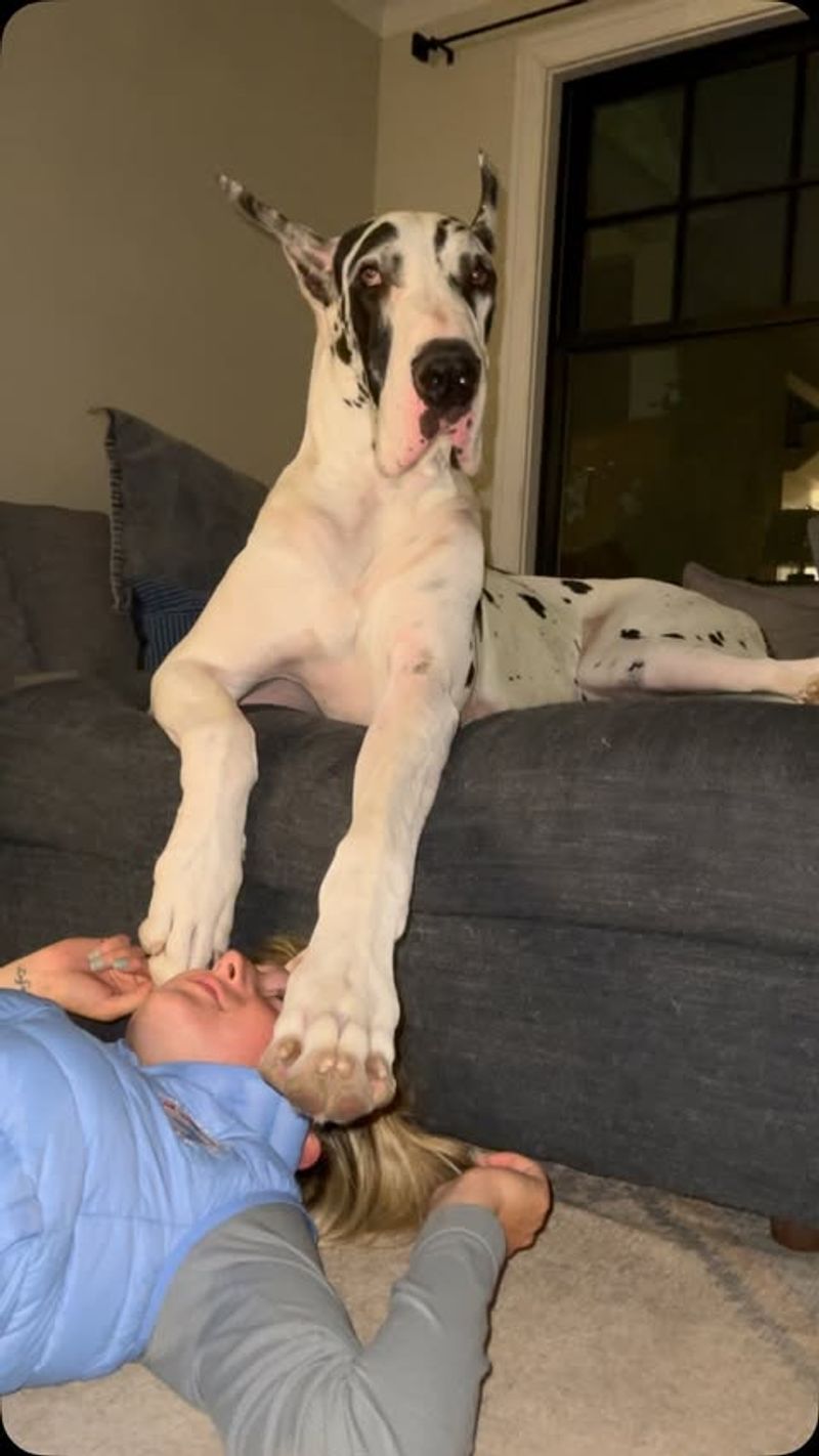 Great Dane