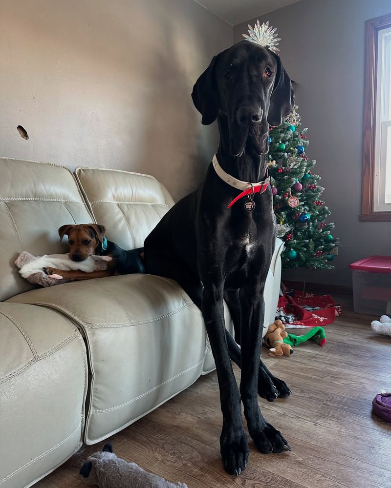 Great Dane