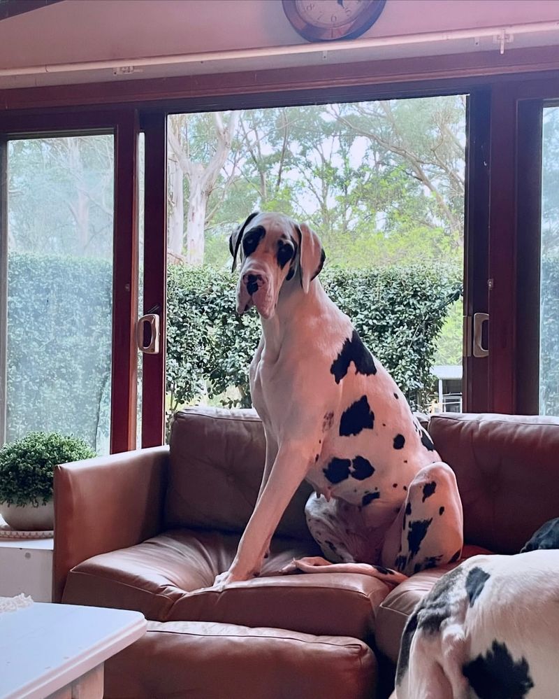 Great Dane