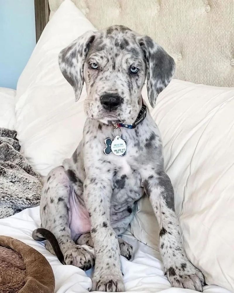 Great Dane