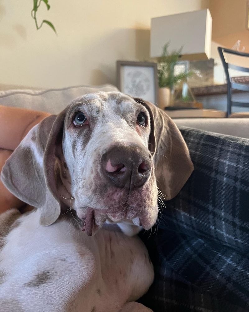 Great Dane