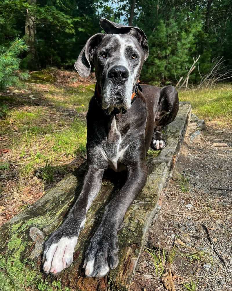 Great Dane