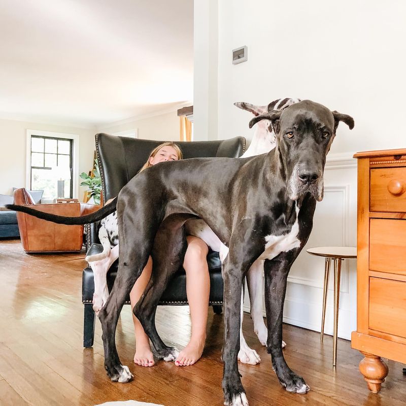 Great Dane