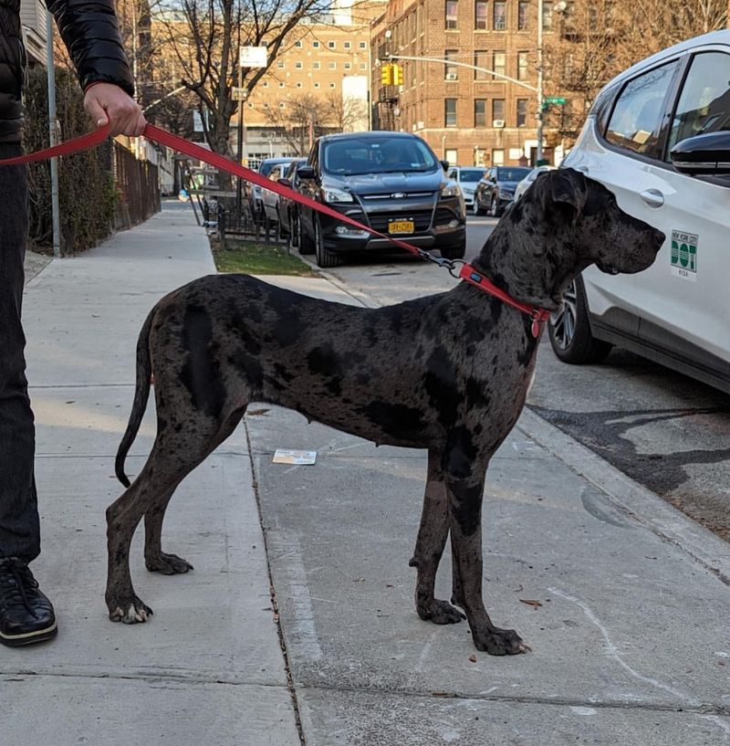 Great Dane