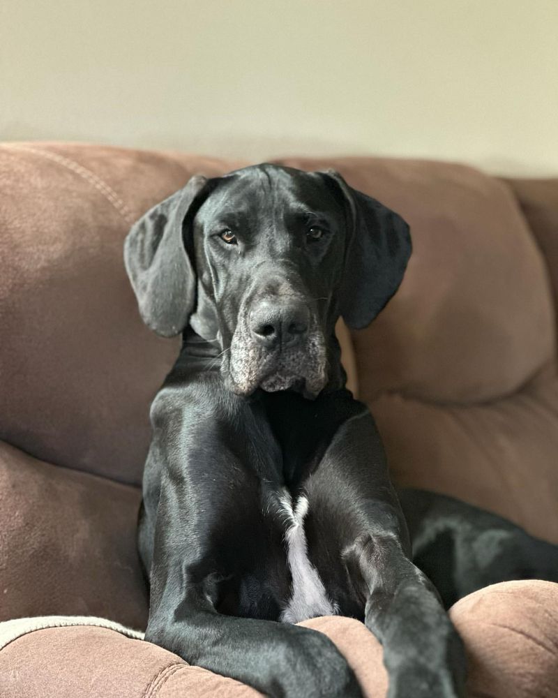 Great Dane