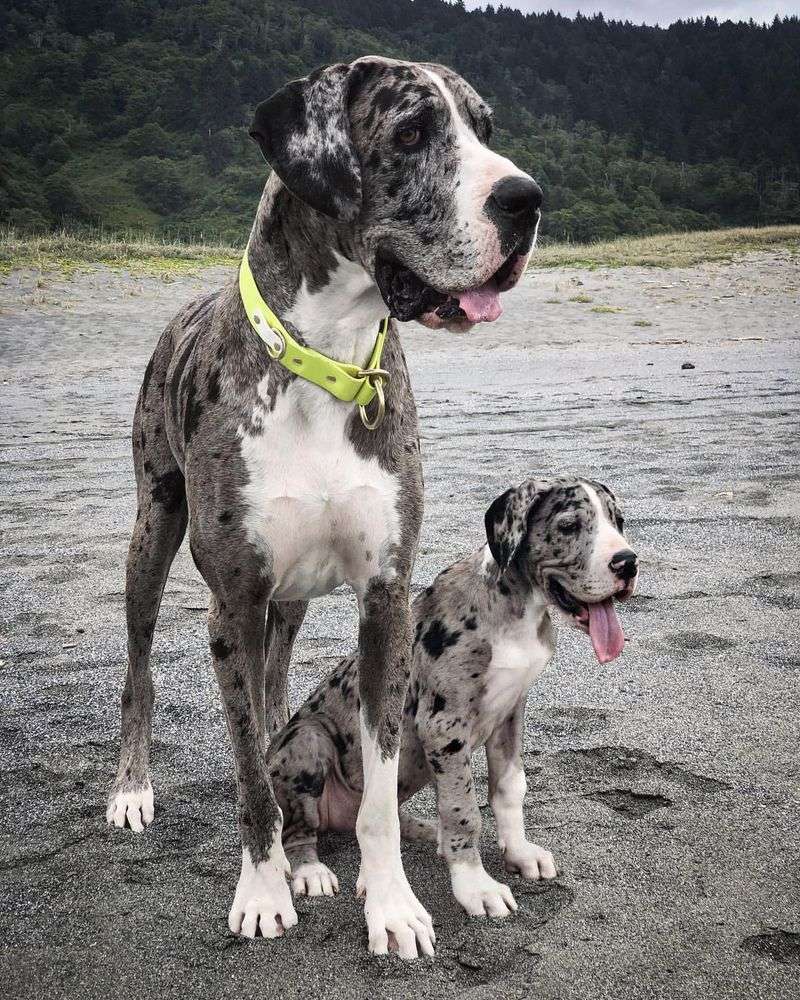 Great Dane