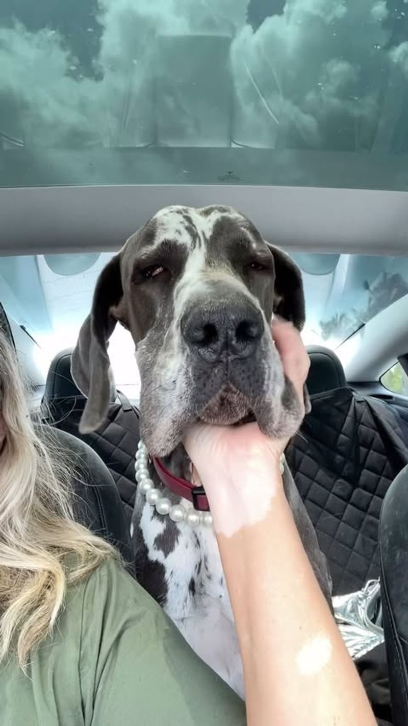 Great Dane