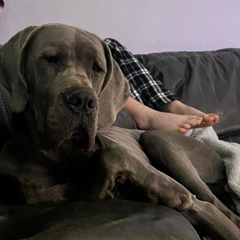 Great Dane