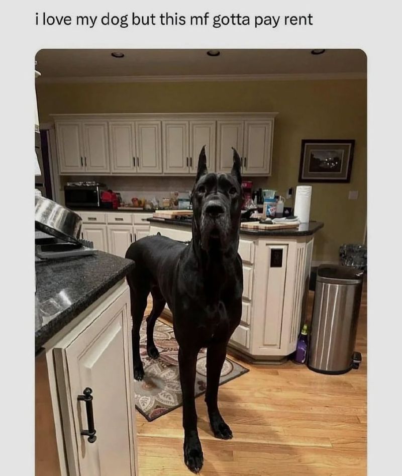 Great Dane