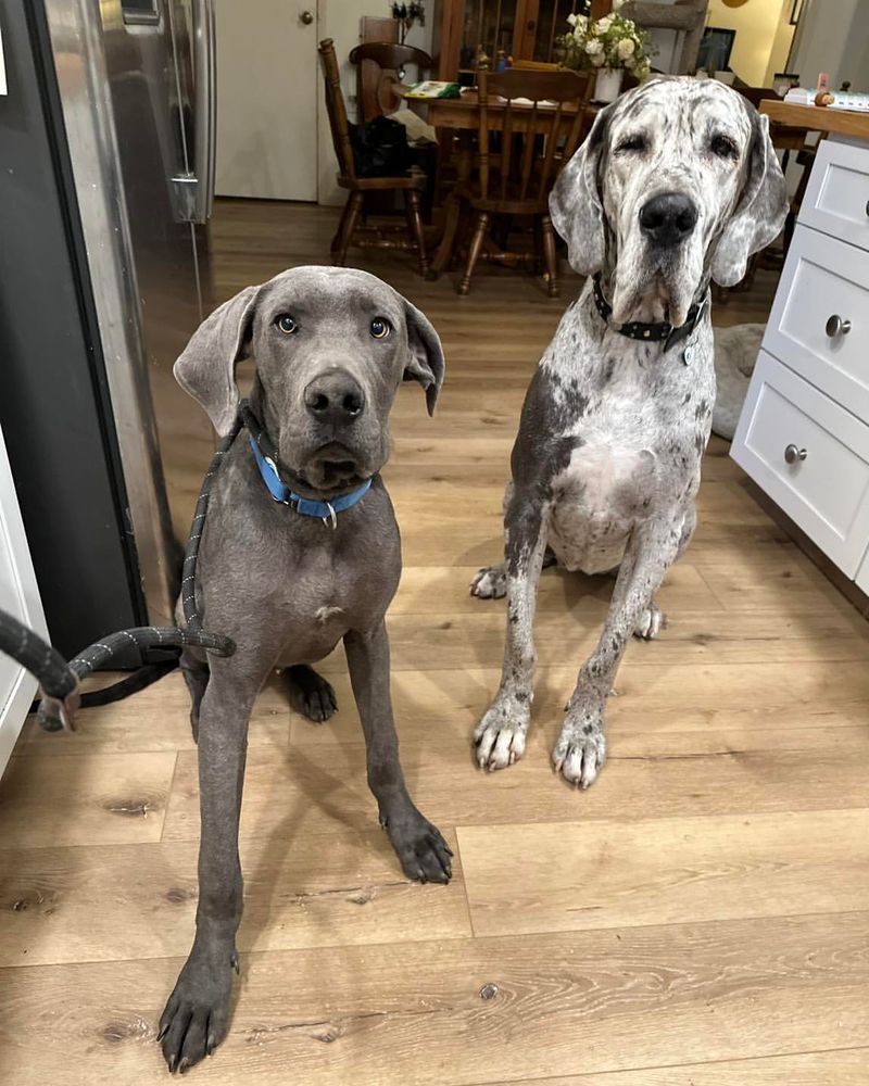 Great Dane