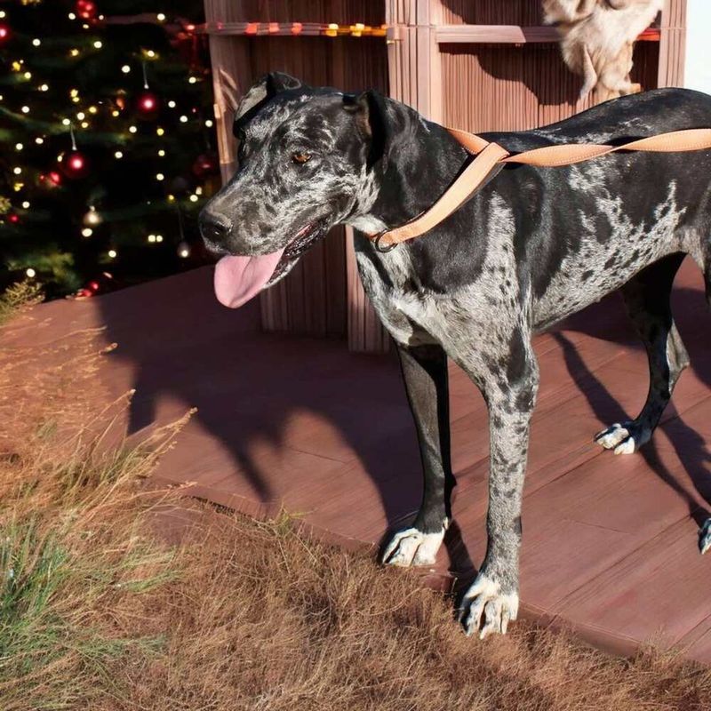 Great Dane