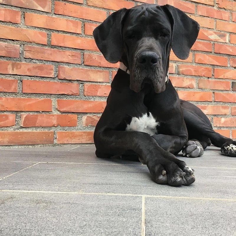 Great Dane