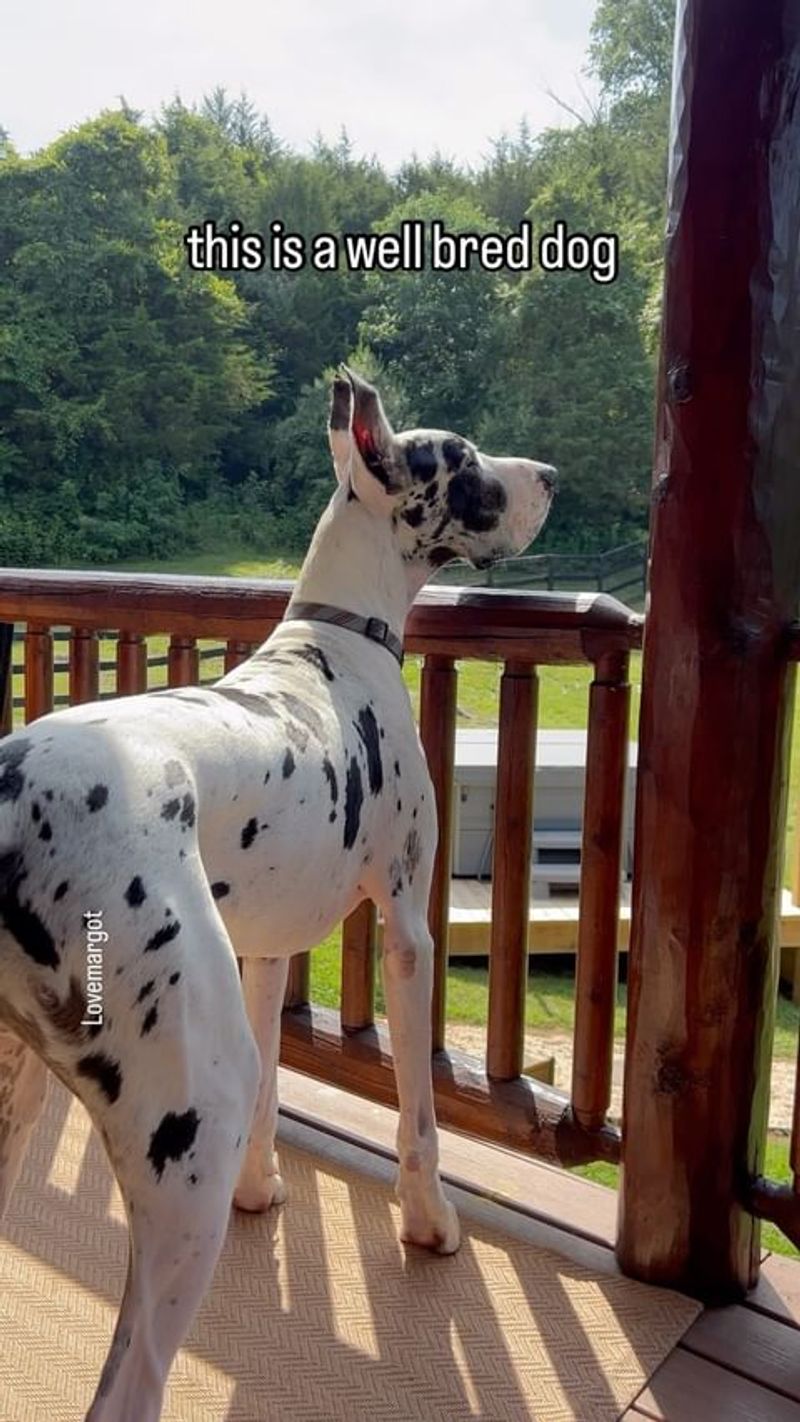 Great Dane