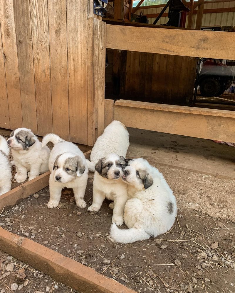 Great Pyrenees