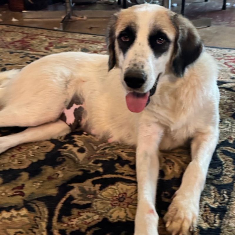 Great Pyrenees