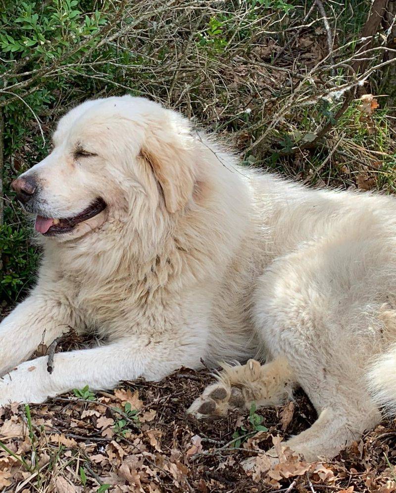 Great Pyrenees