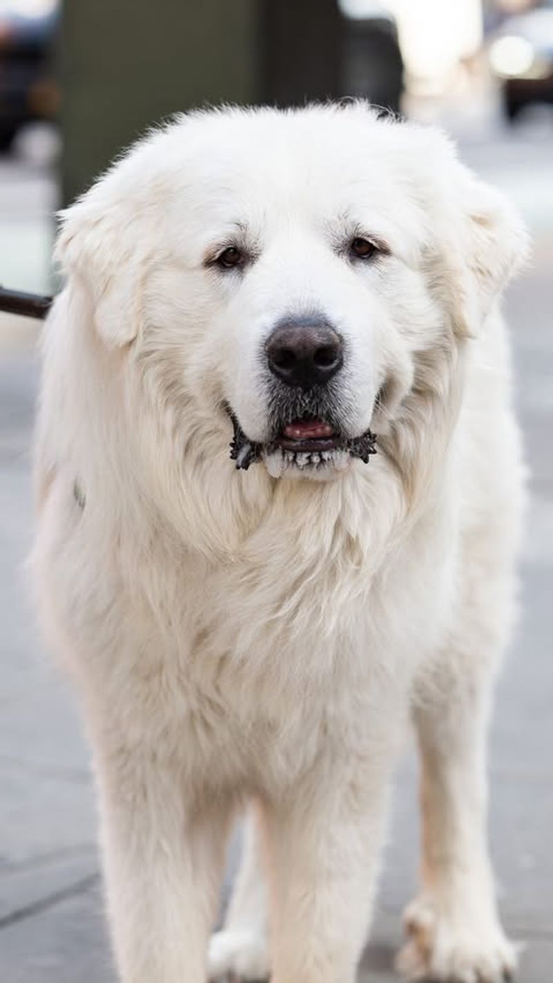 Great Pyrenees