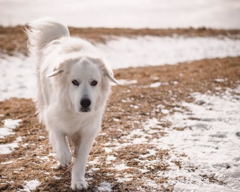 Great Pyrenees