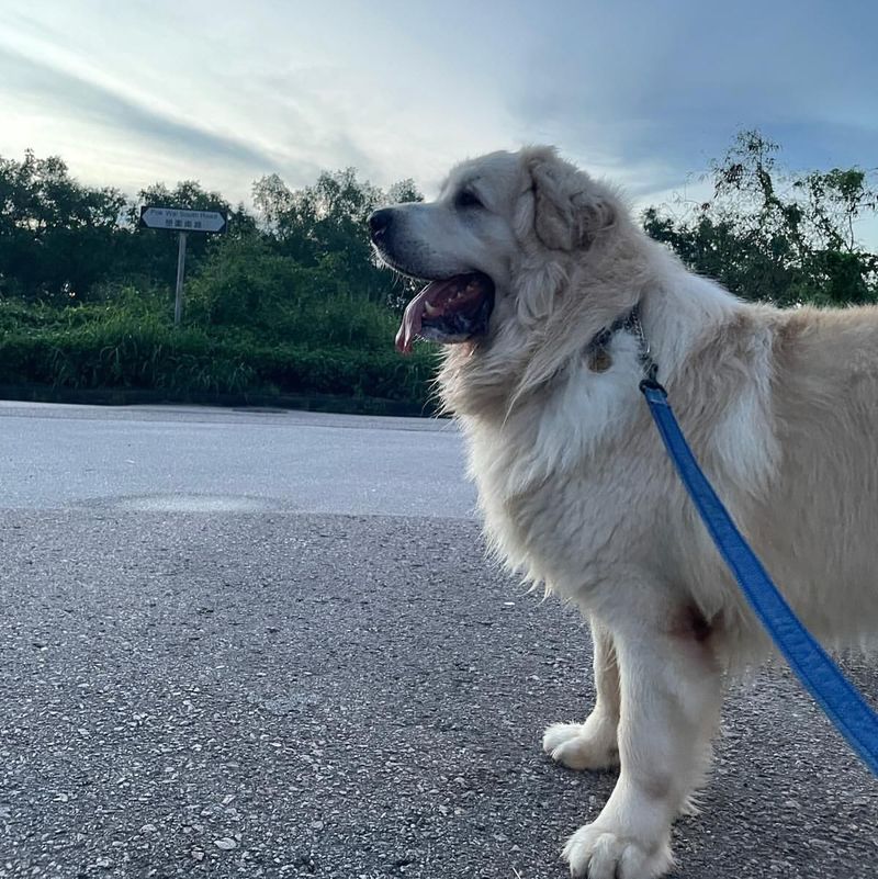 Great Pyrenees