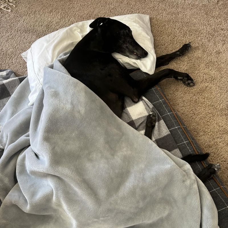 Greyhound