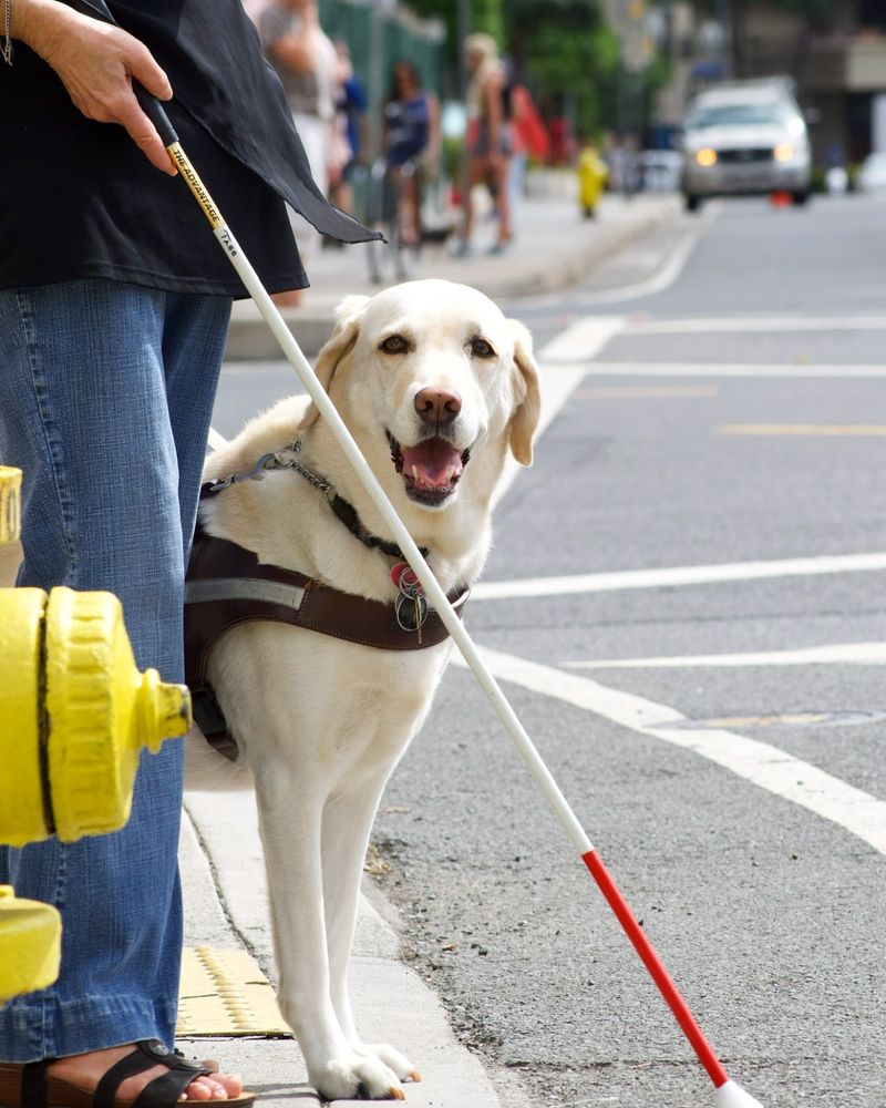 Guiding the Visually Impaired