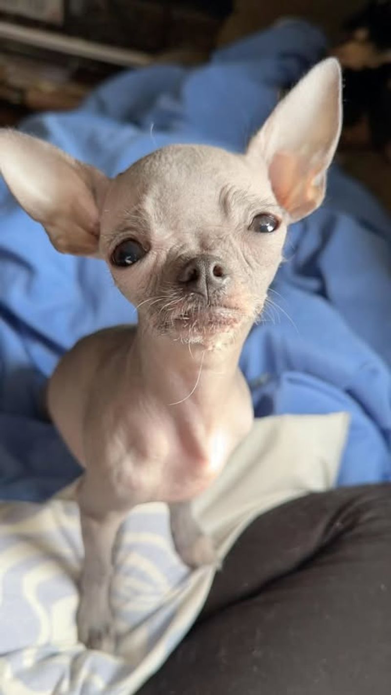 Hairless Chihuahua