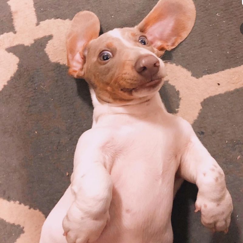 Hairless Dachshund