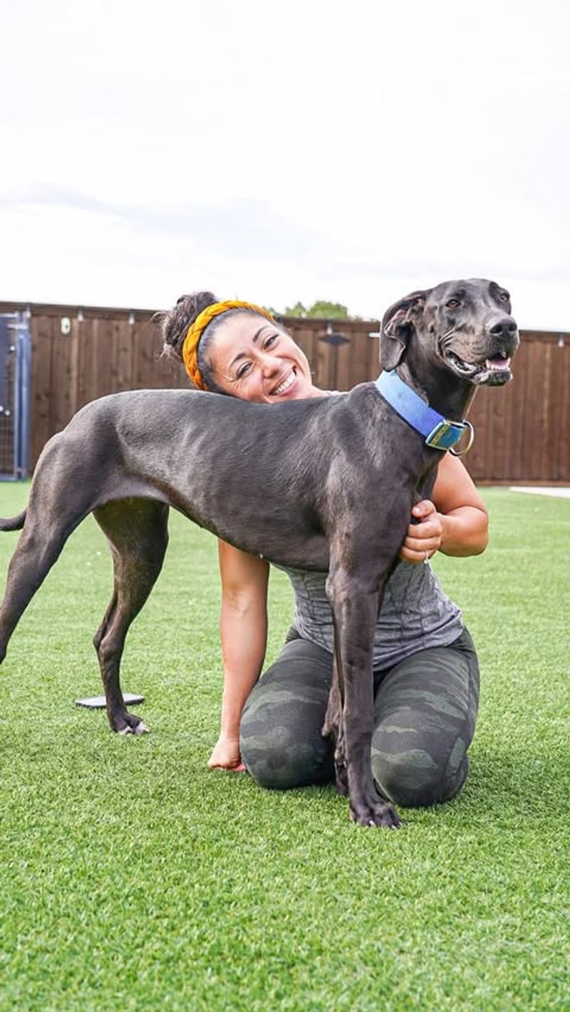 Hairless Great Dane