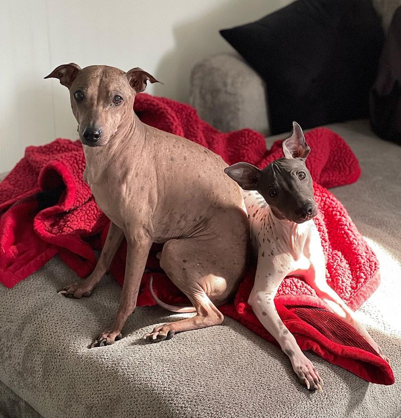 Hairless Whippet