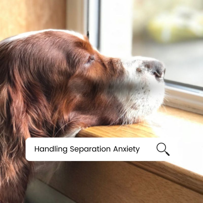 Handling Separation Anxiety