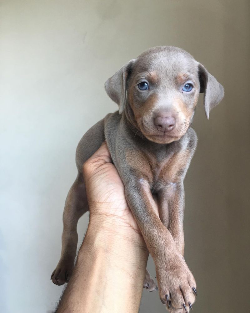 Harlequin Pinscher