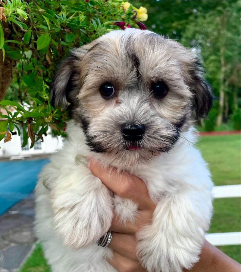 Havanese