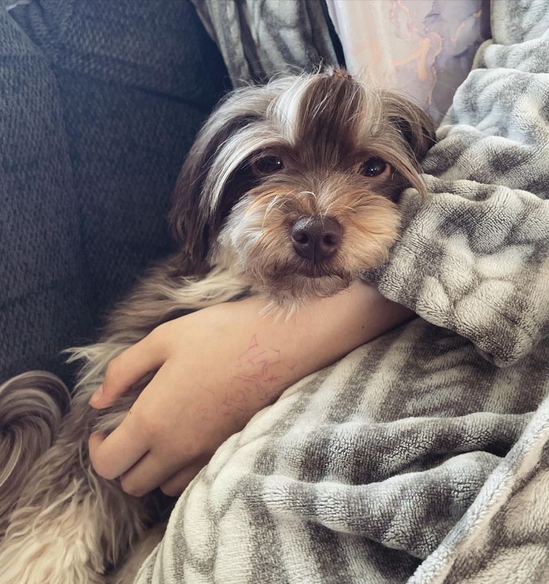 Havanese