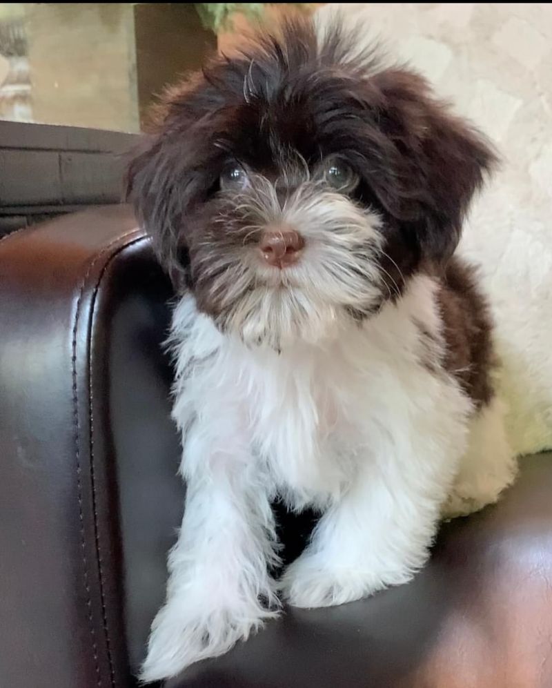 Havanese