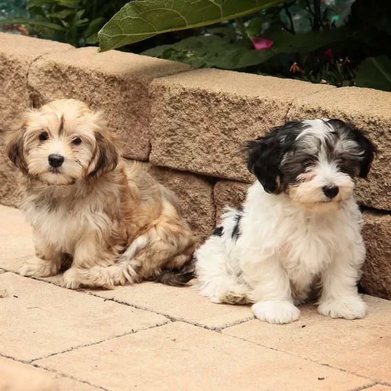 Havanese