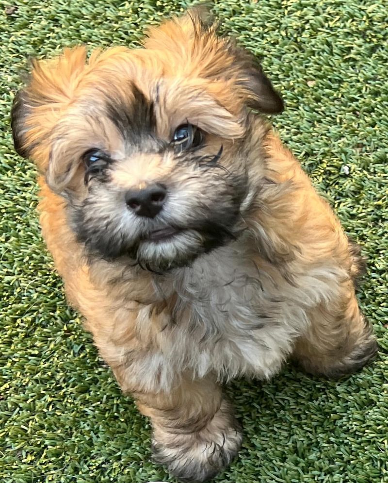 Havanese