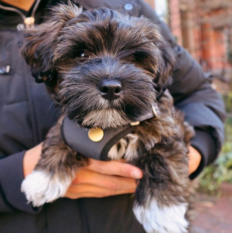 Havanese