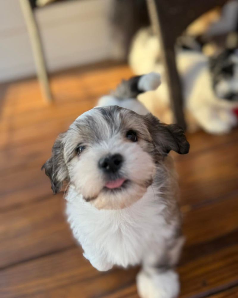 Havanese