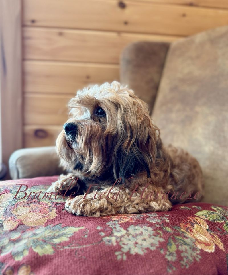 Havanese